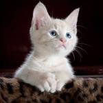 orhan123 Profile Picture